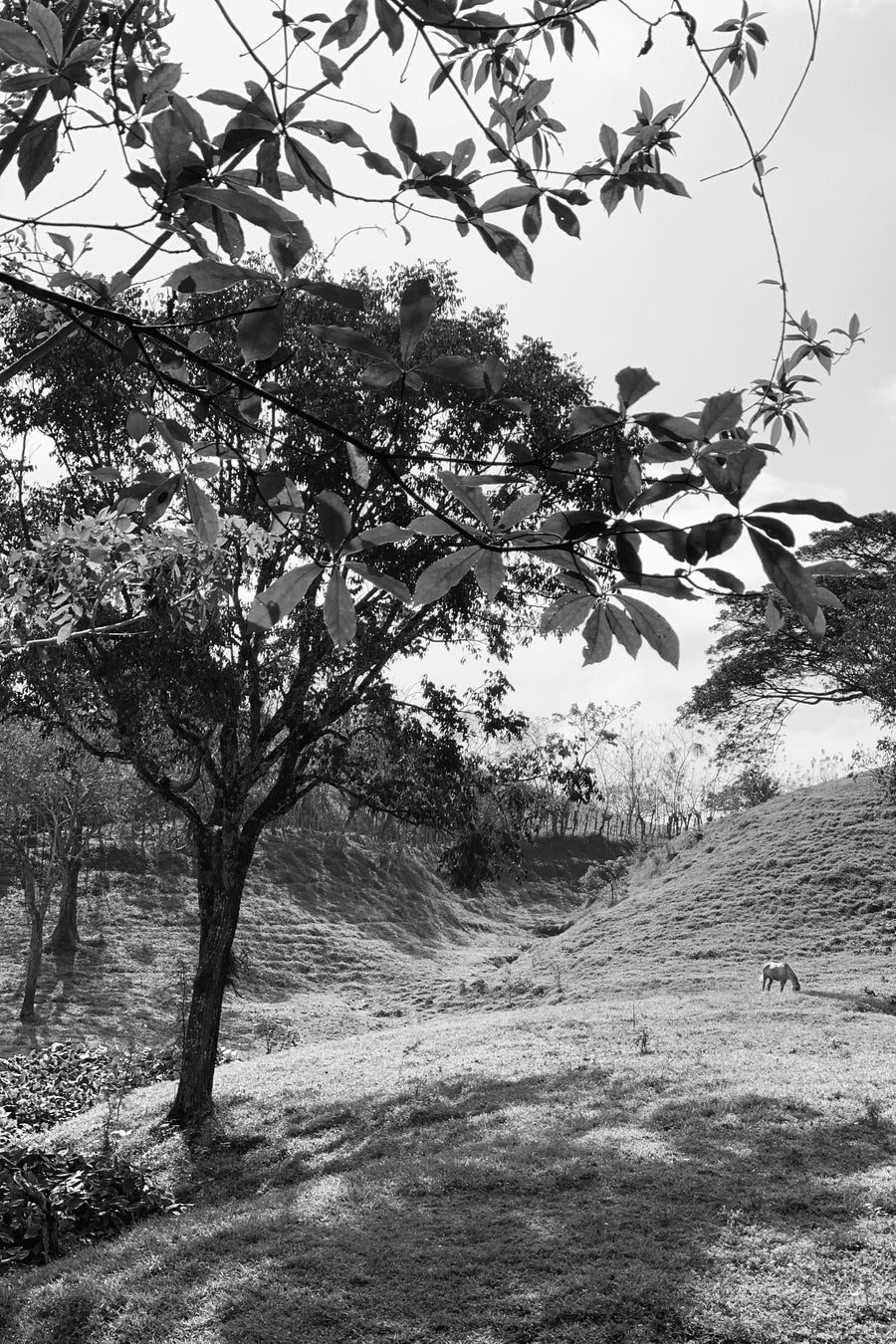 CASA BOSQUES